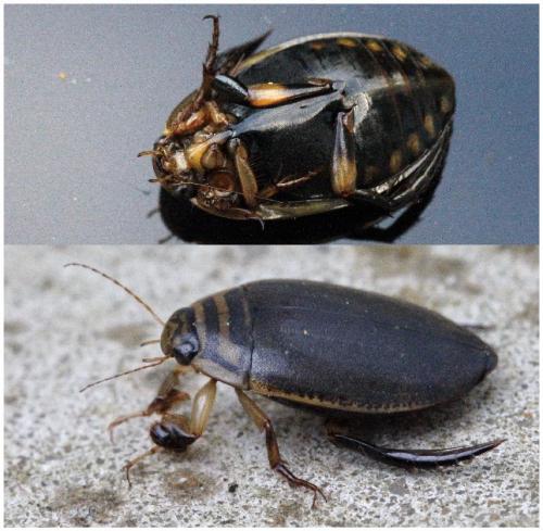 Réf. 255 860 : Acilius sulcatus